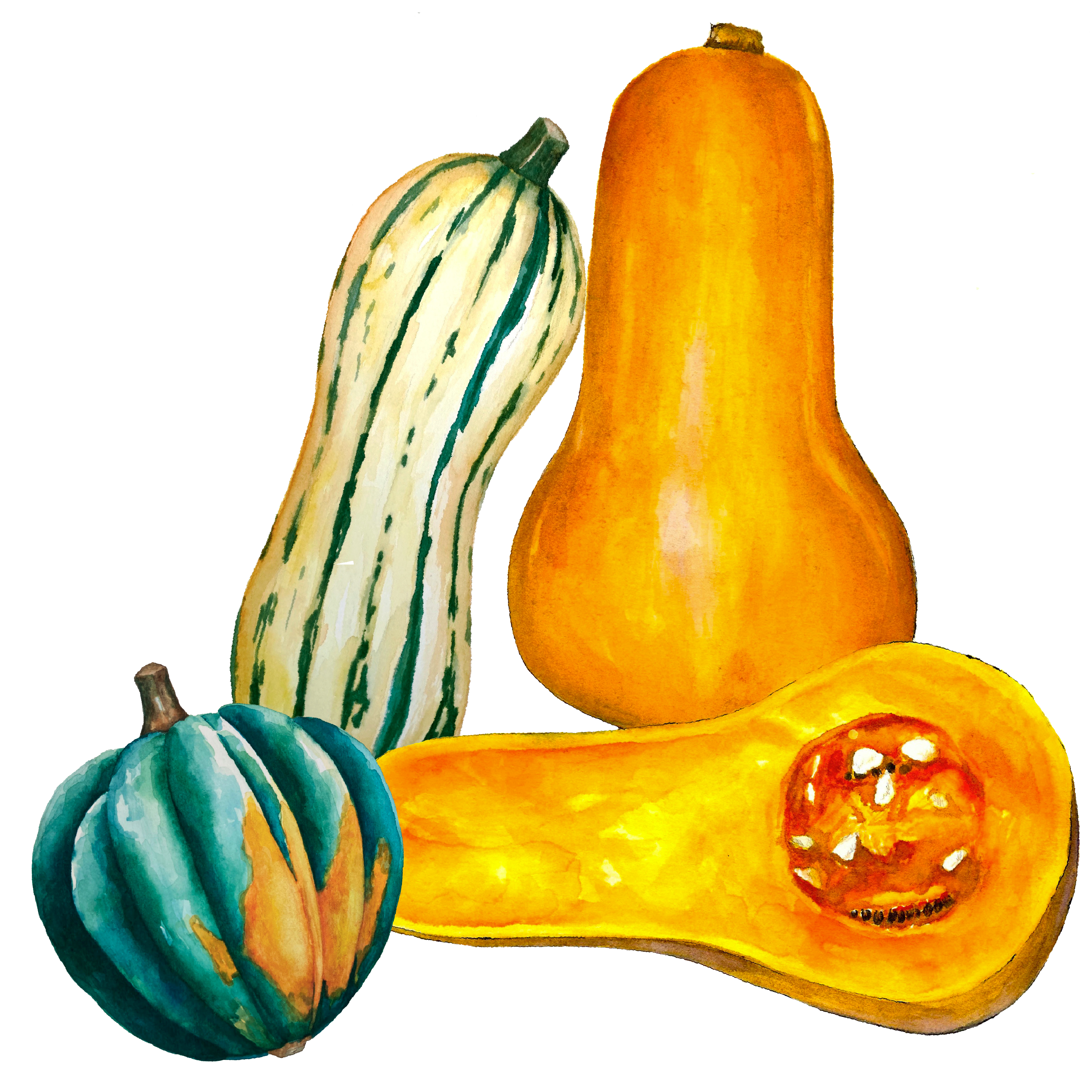 Winter Squash