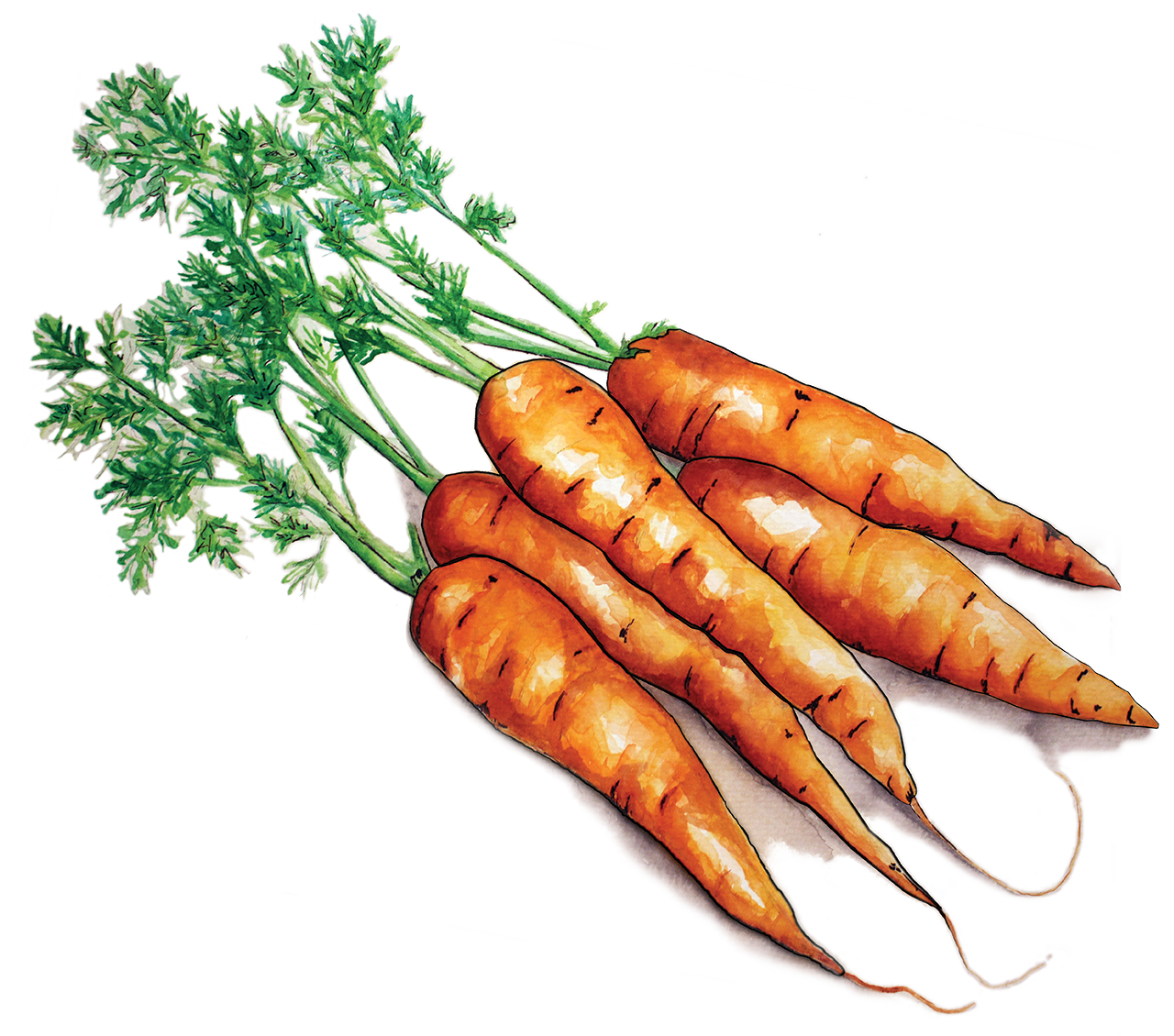 Carrots