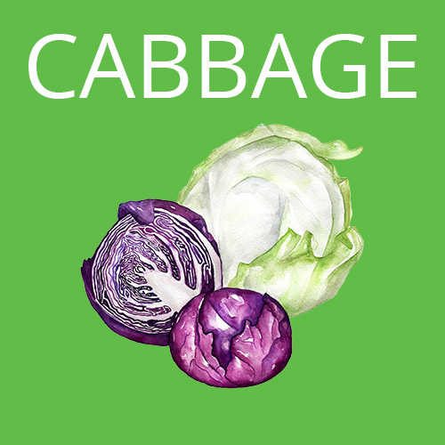 Cabbage