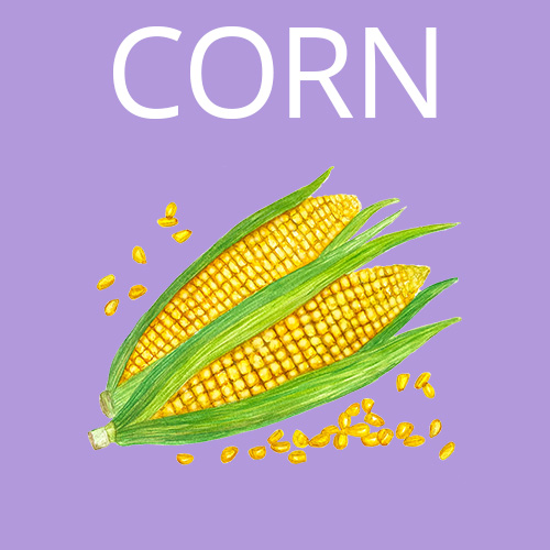 Corn