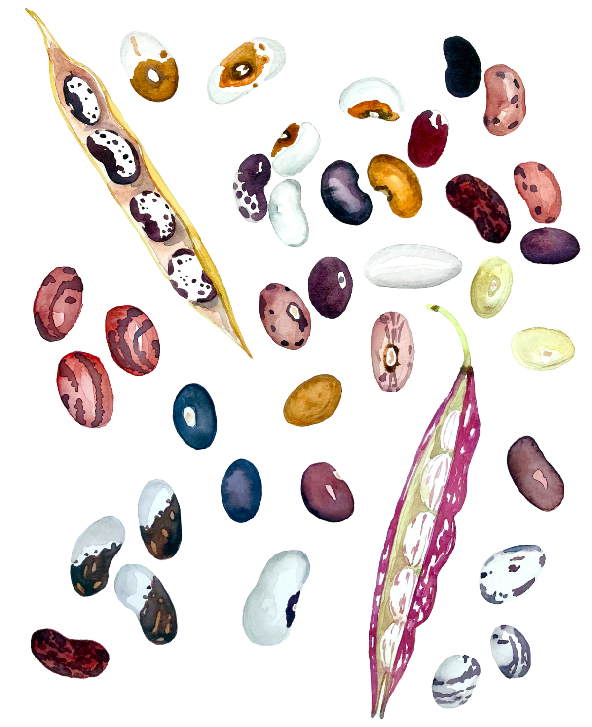 Dried Beans