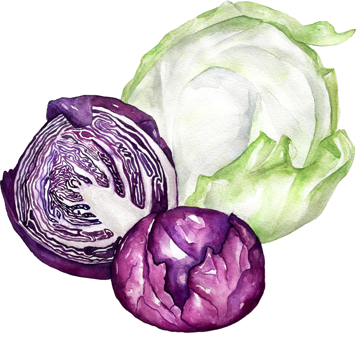 Cabbage