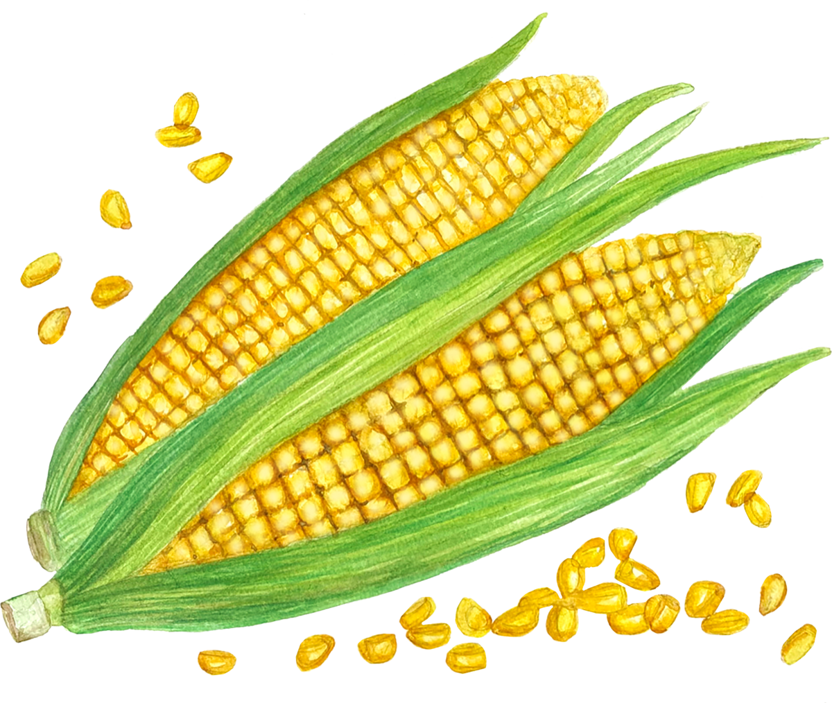 Corn