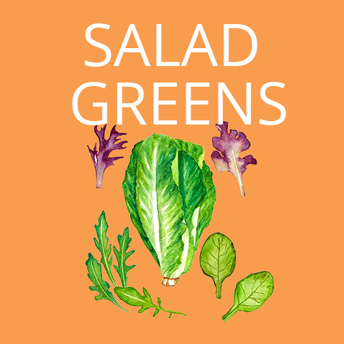 Salad Greens